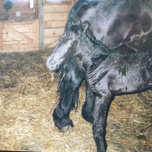 Meet your Posher, Marcie